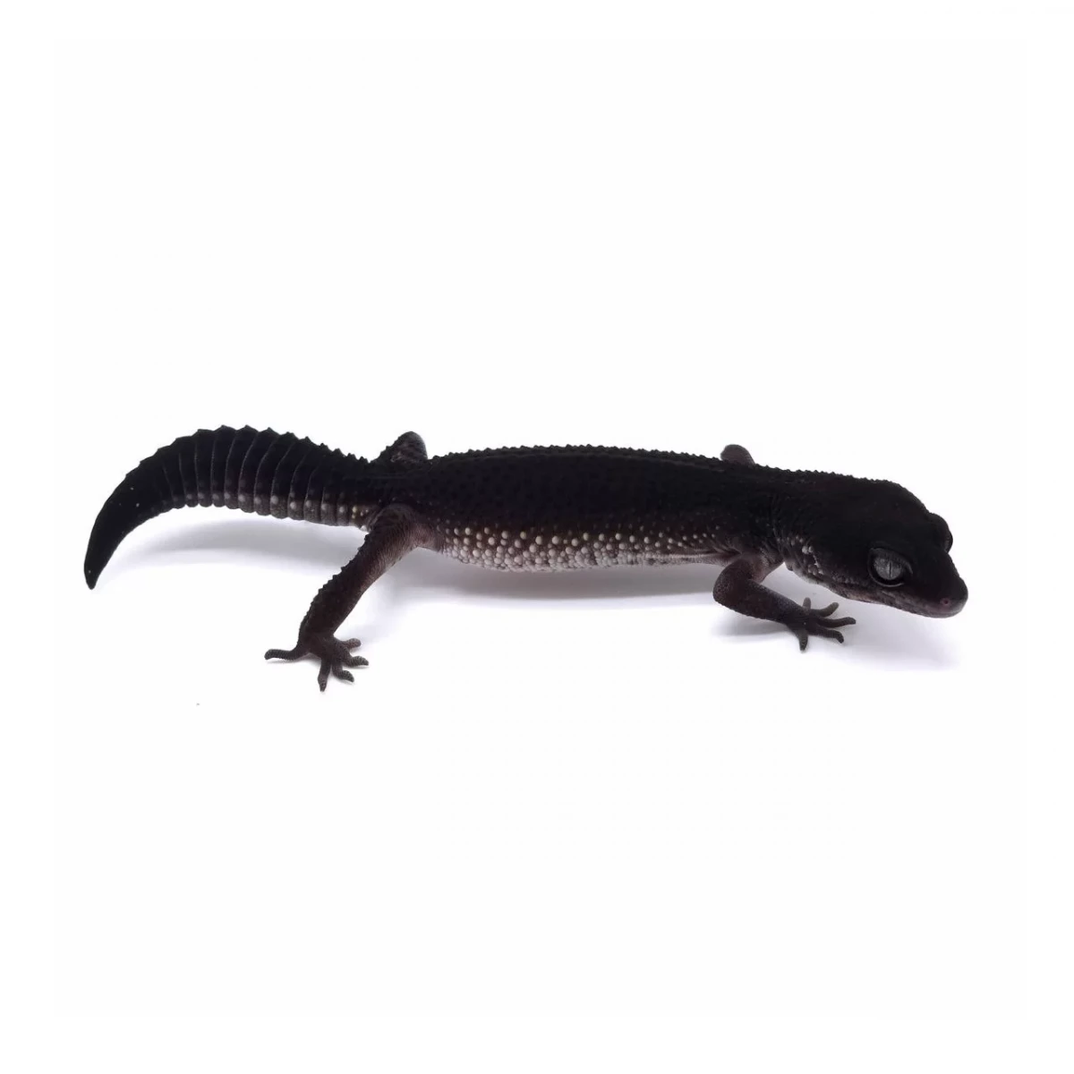 Фото HansoGeckon
