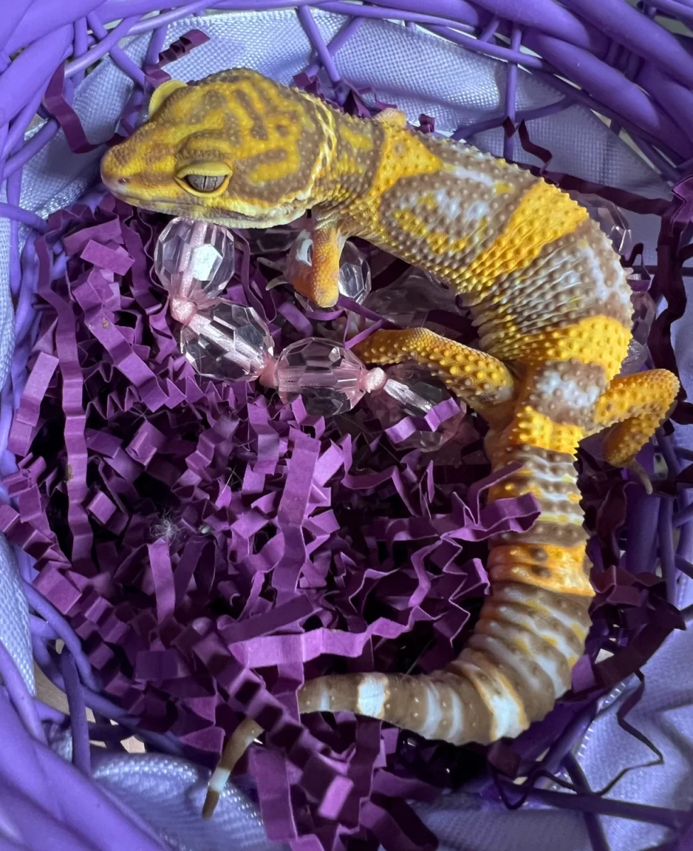 Фото Dragon’s Eden