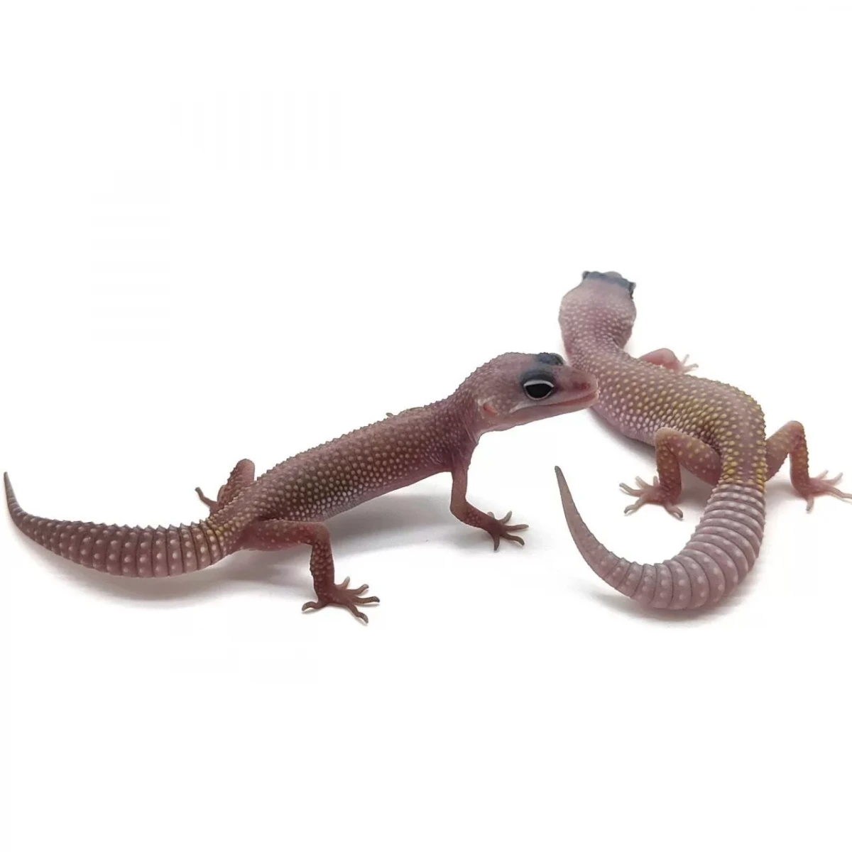 Фото HansoGeckon