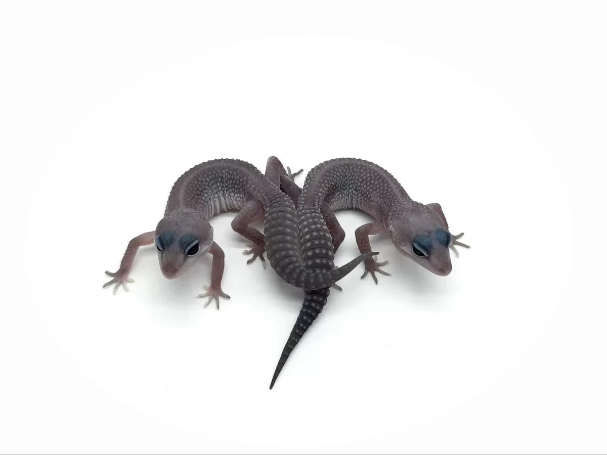 Фото HansoGeckon