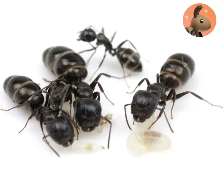 Фото Ants for You