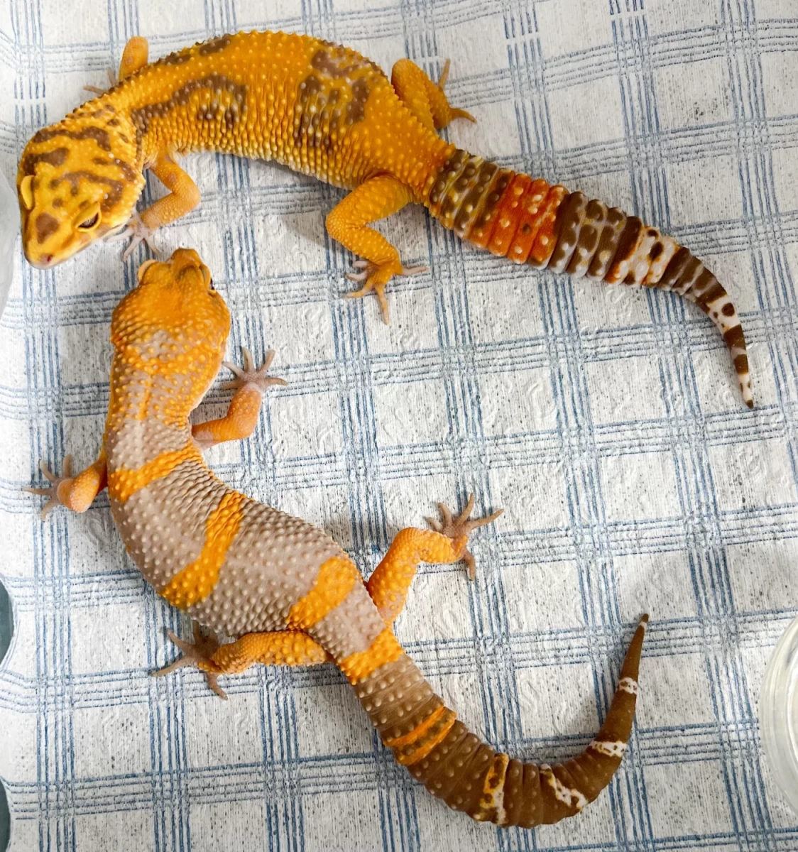 Фото Dragon’s Eden