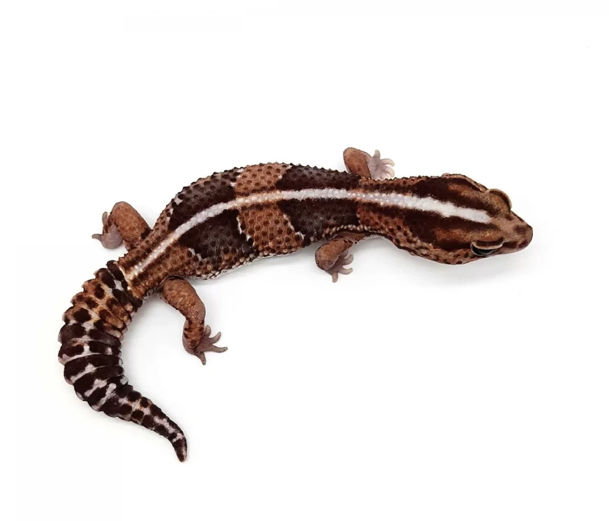 Фото HansoGeckon