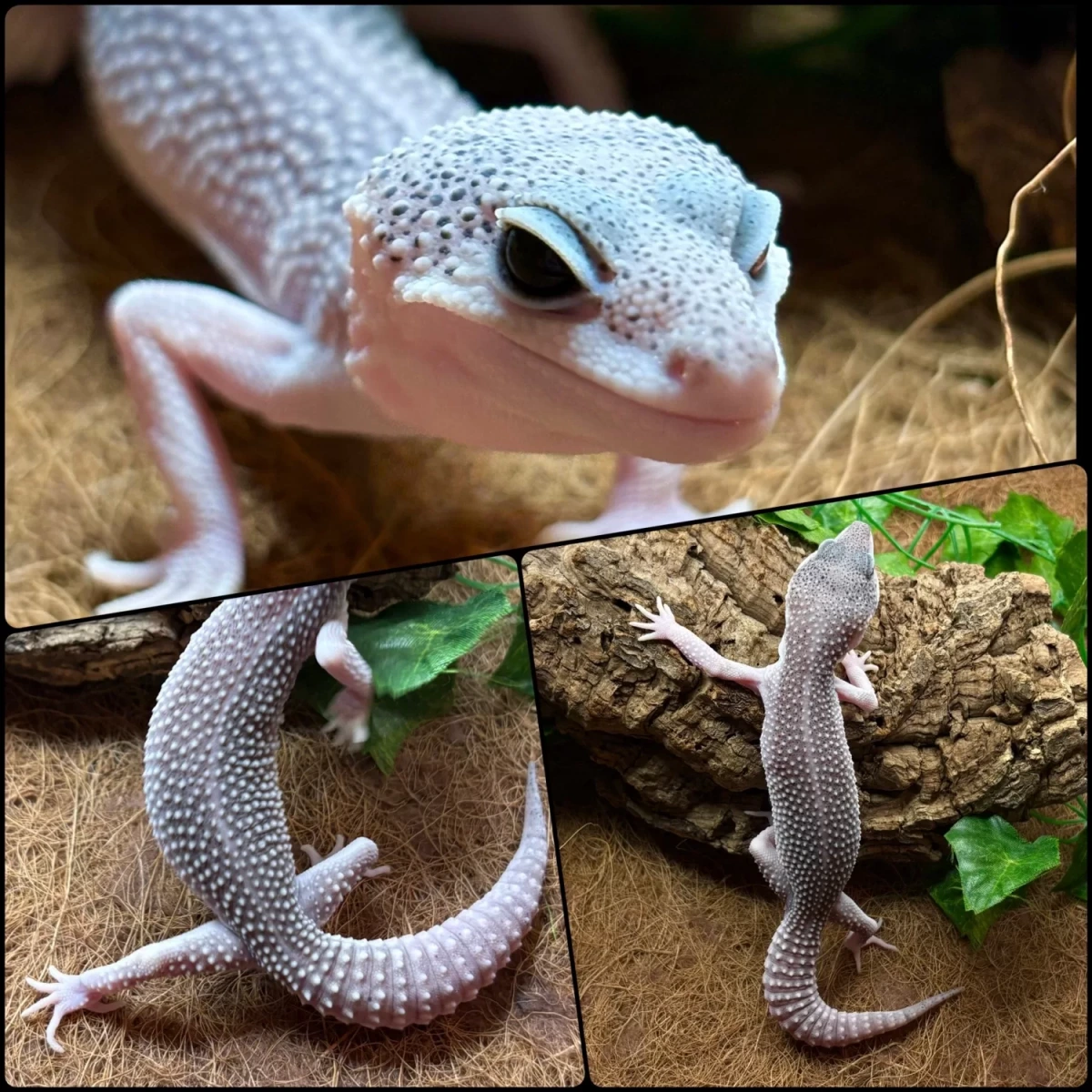 Фото Gecko for you