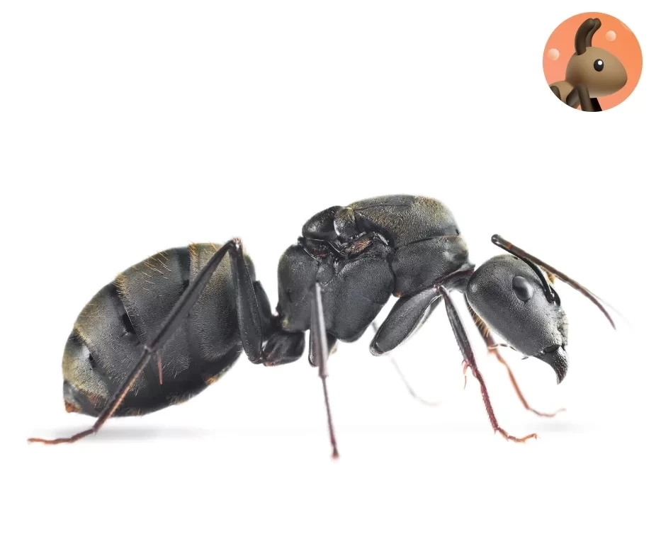 Фото Ants for You