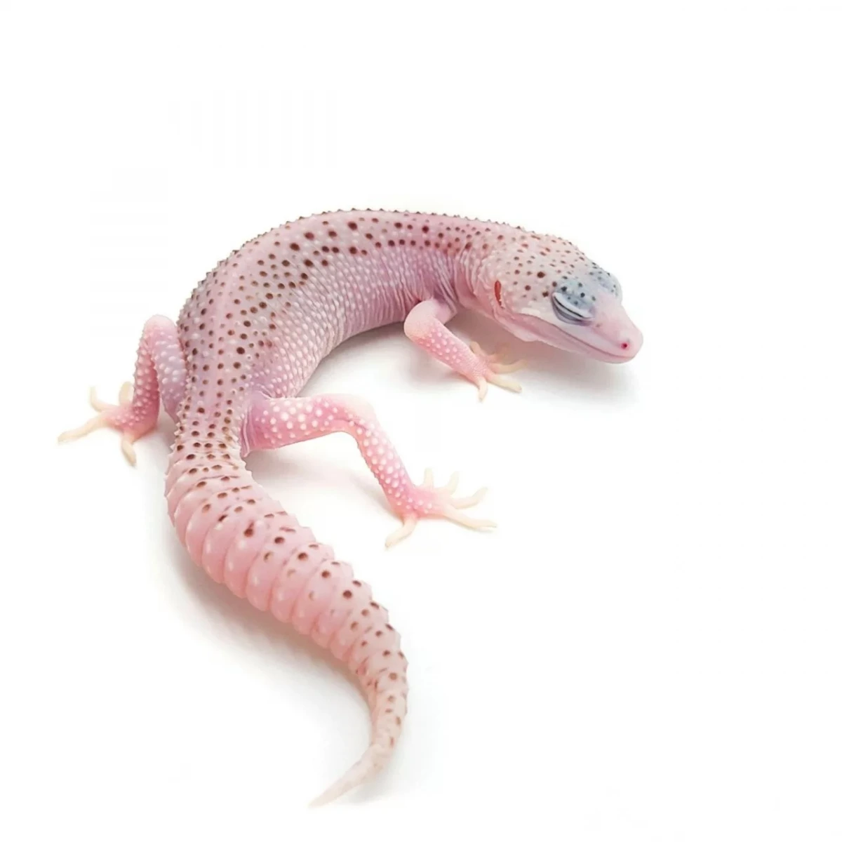 Фото HansoGeckon