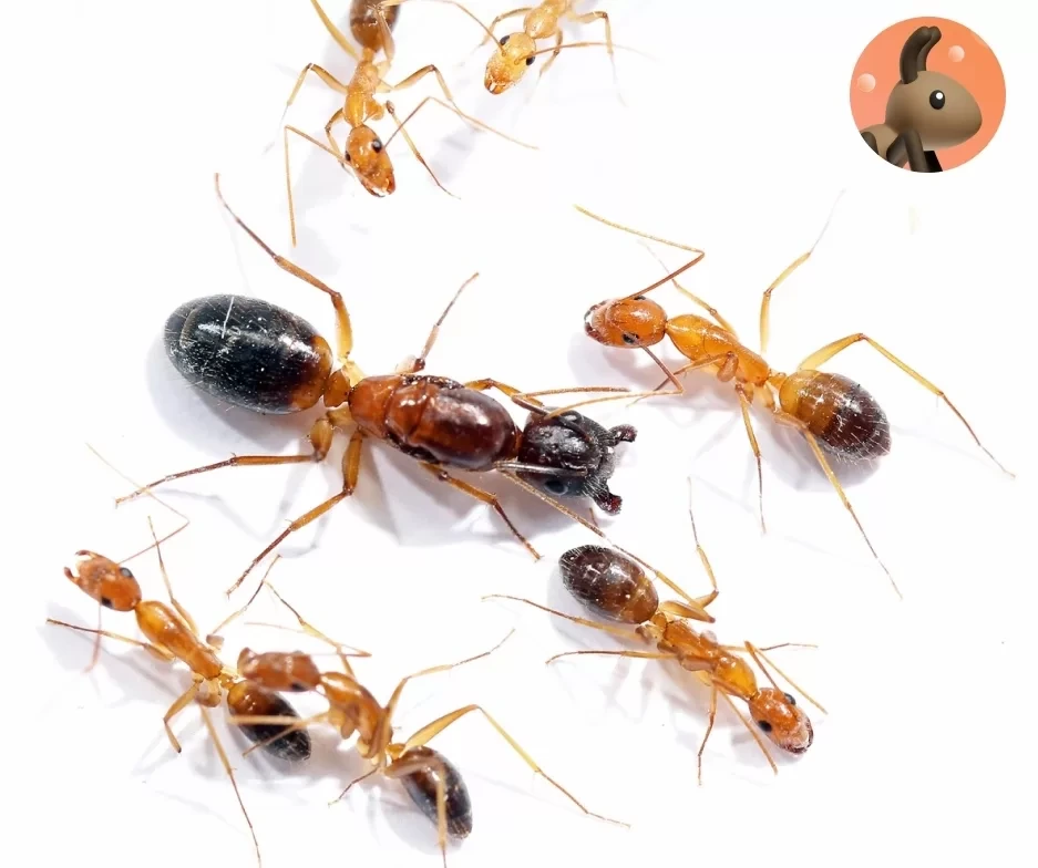 Фото Ants for You