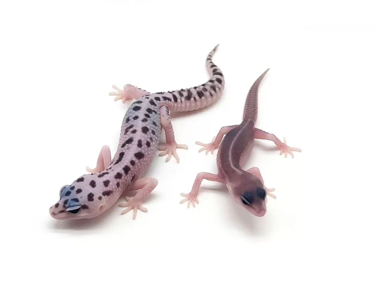 Фото HansoGeckon