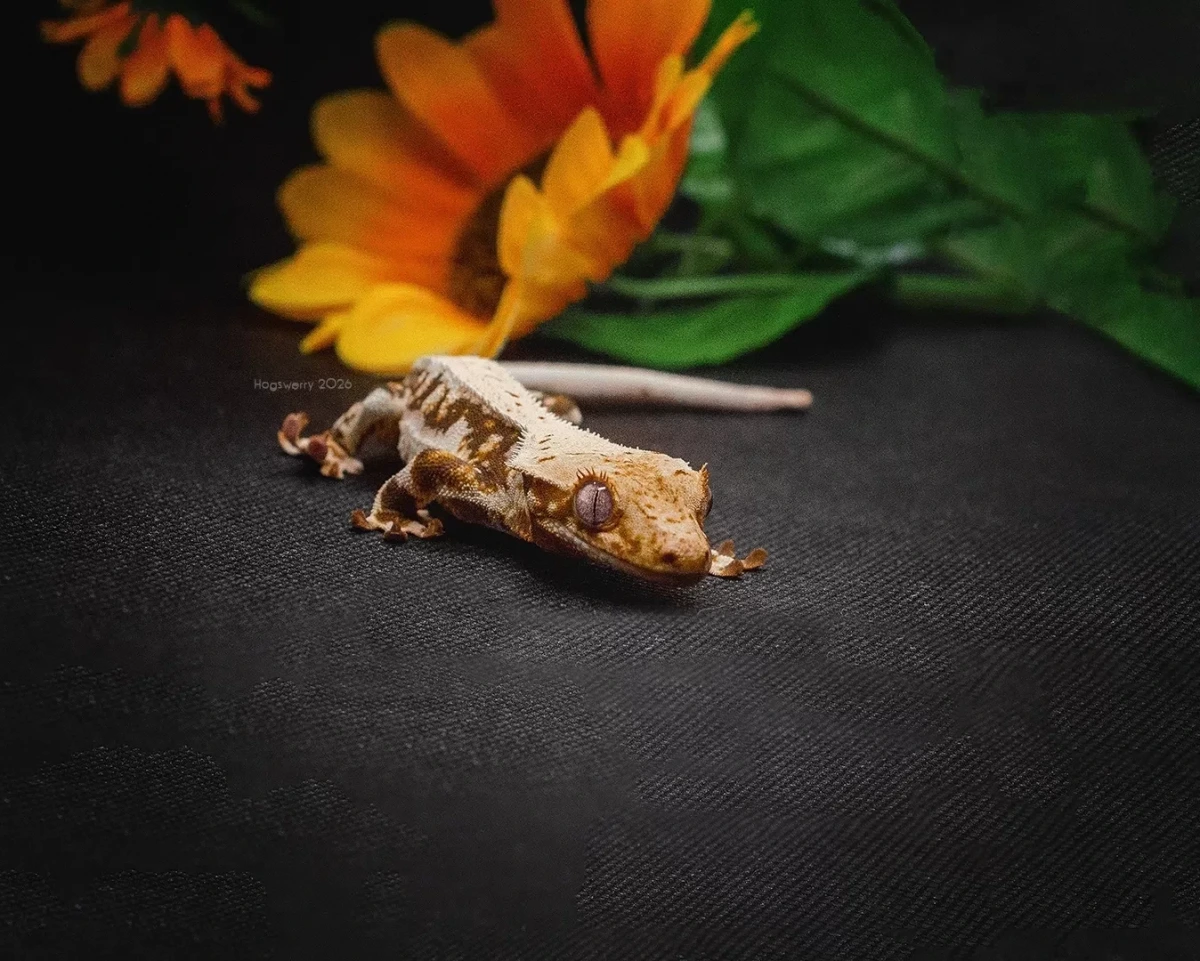 Фото Hogswery