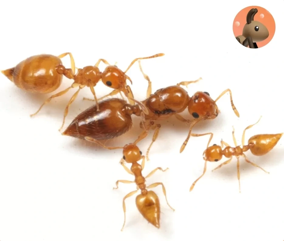 Фото Ants for You