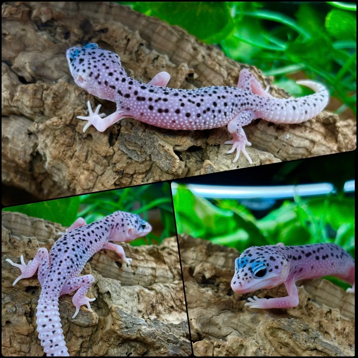 Фото Gecko for you