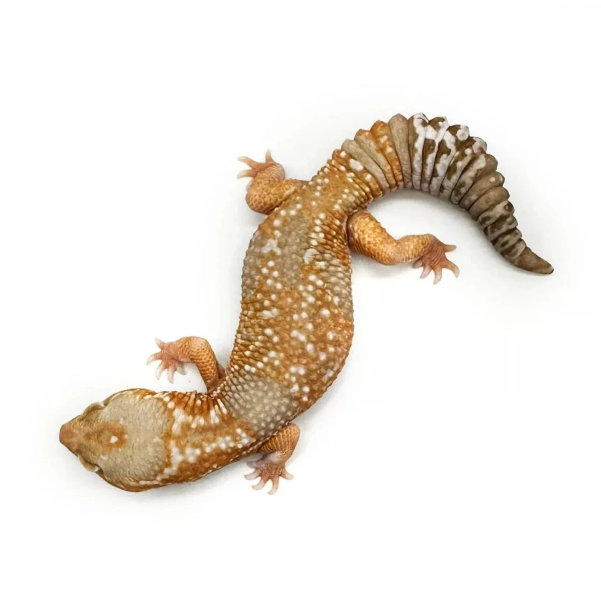 Фото HansoGeckon