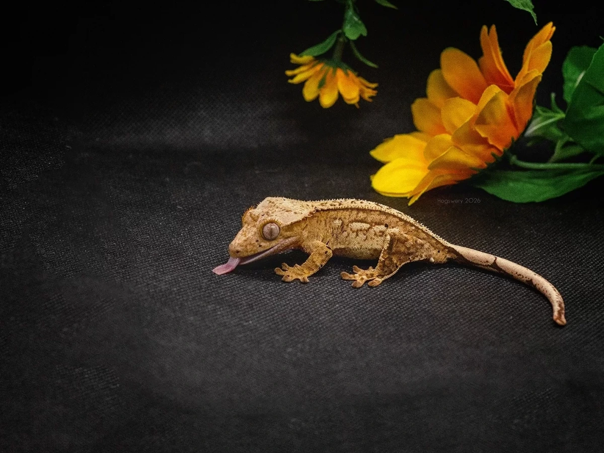 Фото Hogswery