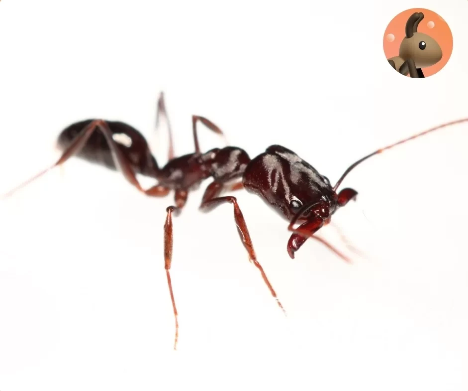 Фото Ants for You