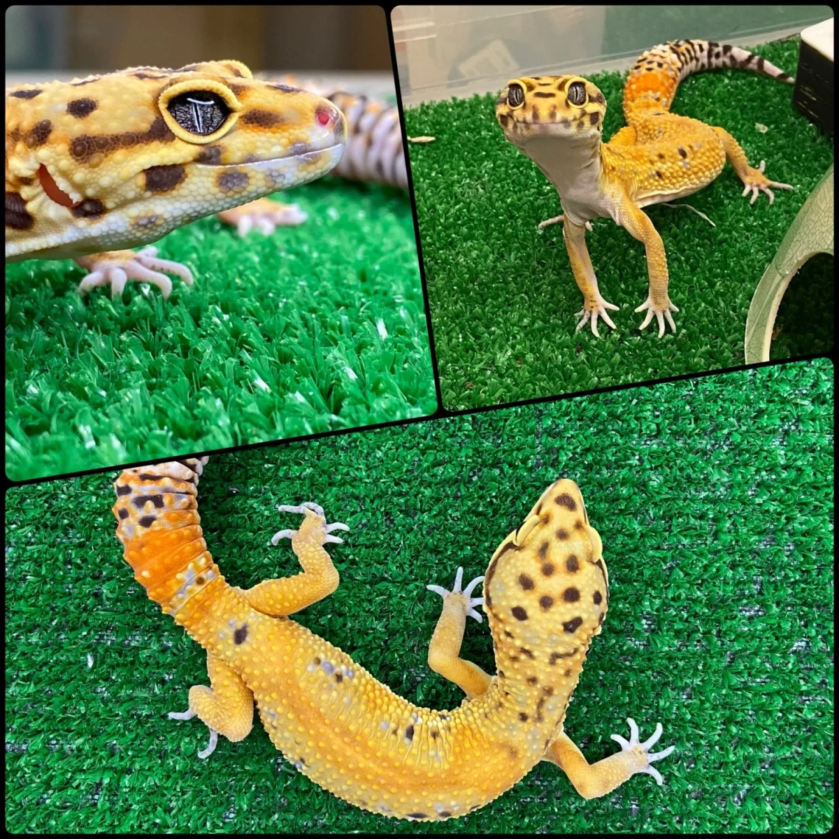 Фото Gecko for you