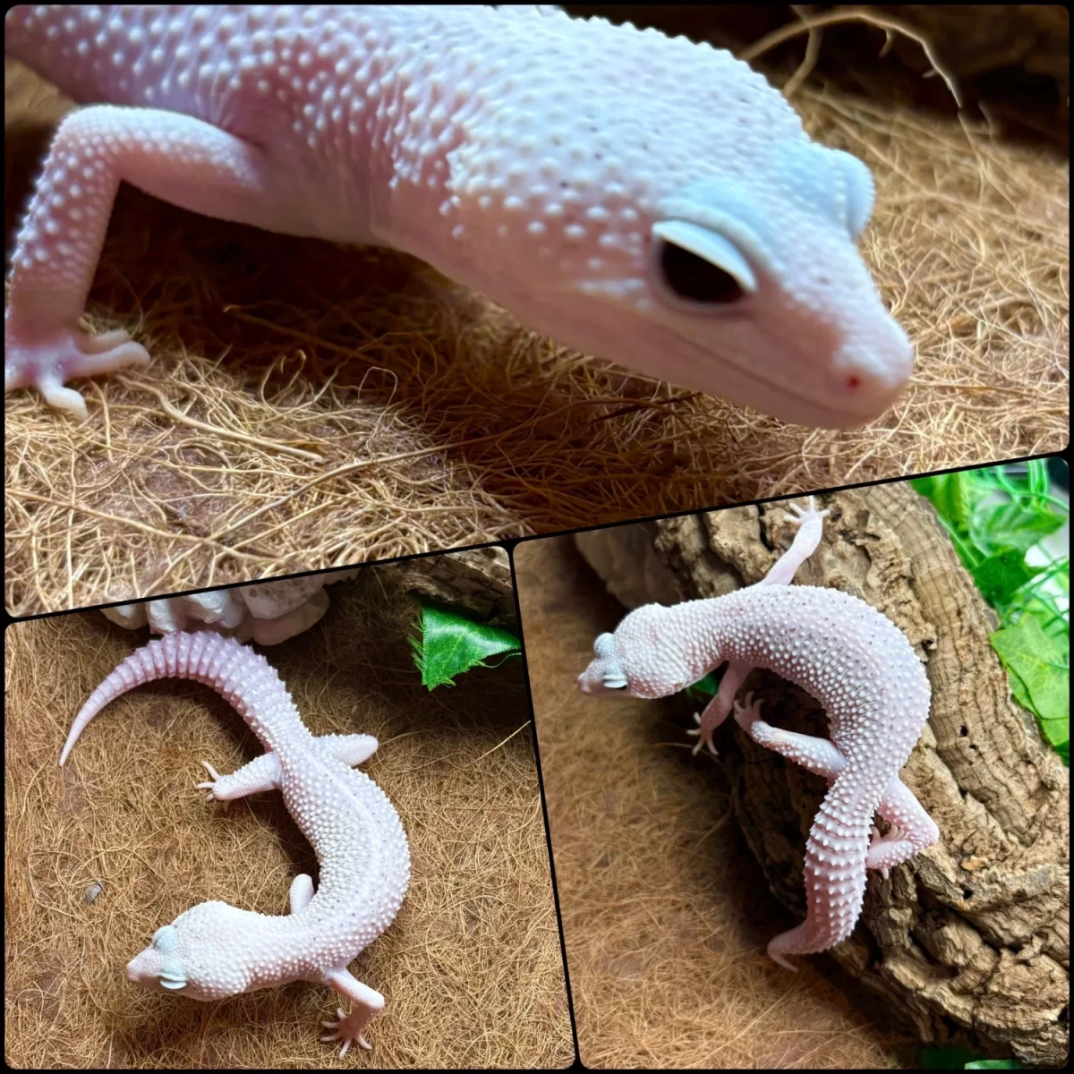 Фото Gecko for you