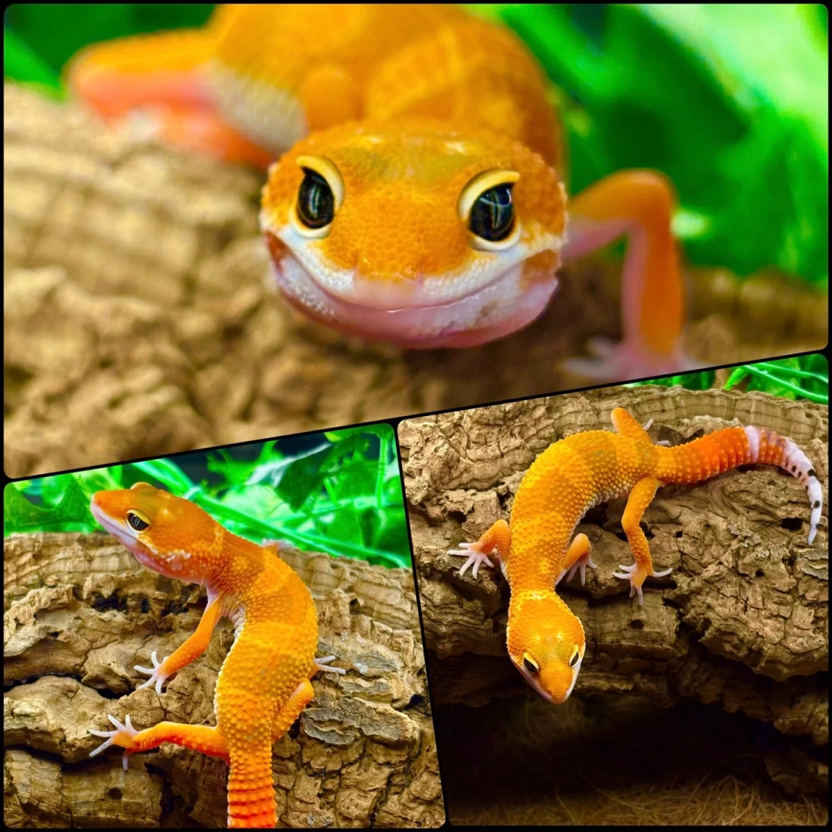 Фото Gecko for you