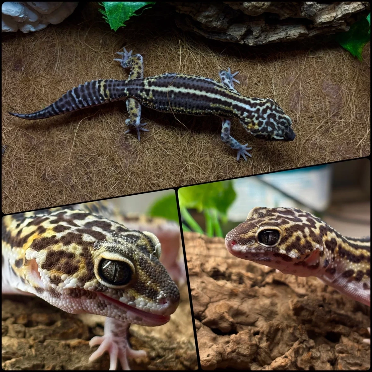 Фото Gecko for you