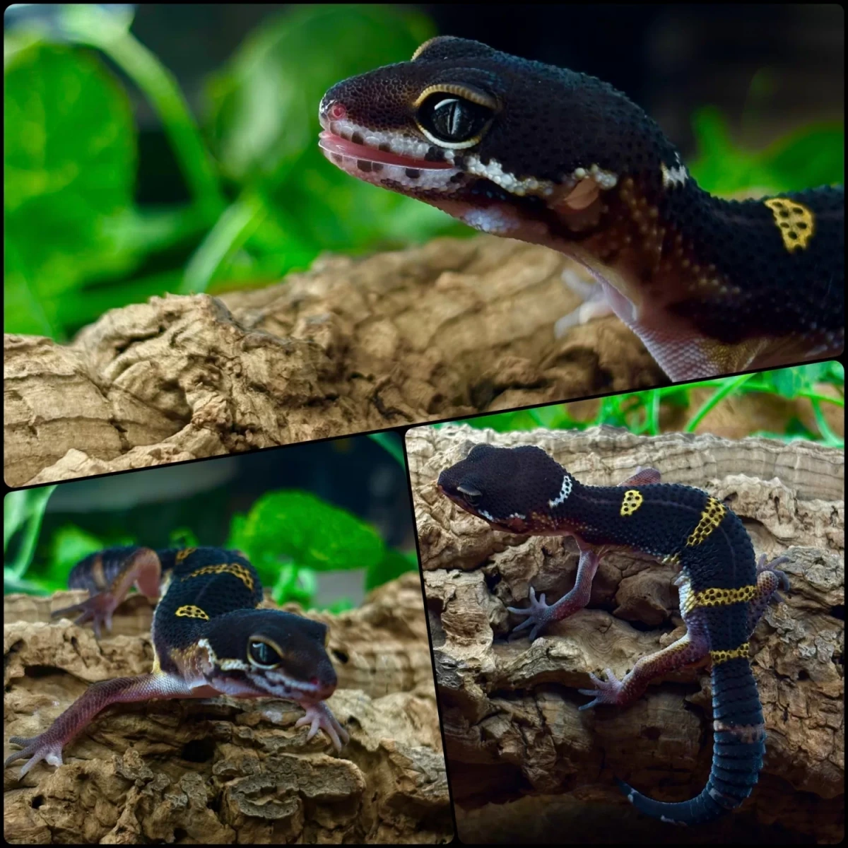 Фото Gecko for you