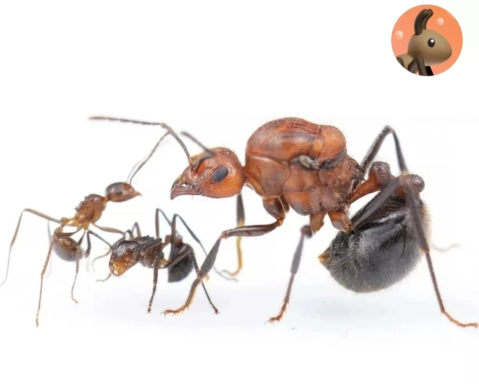 Фото Ants for You