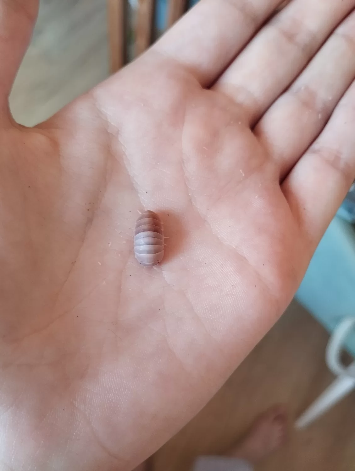 ♀ Armadillo officinalis