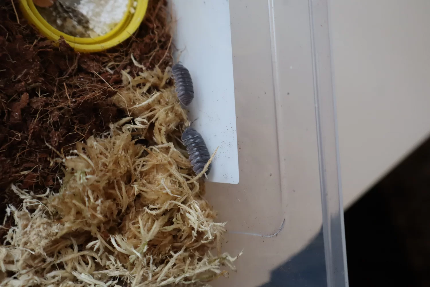 ♂ Armadillo officinalis