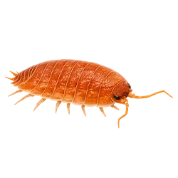 Porcellio laevis