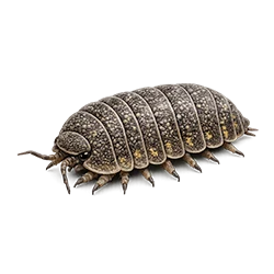 Armadillidium granulatum