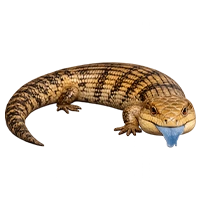 Синеязыкий сцинк